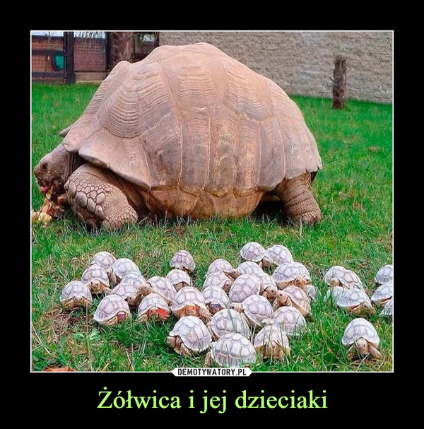 Żółwica i jej dzieciaki –  