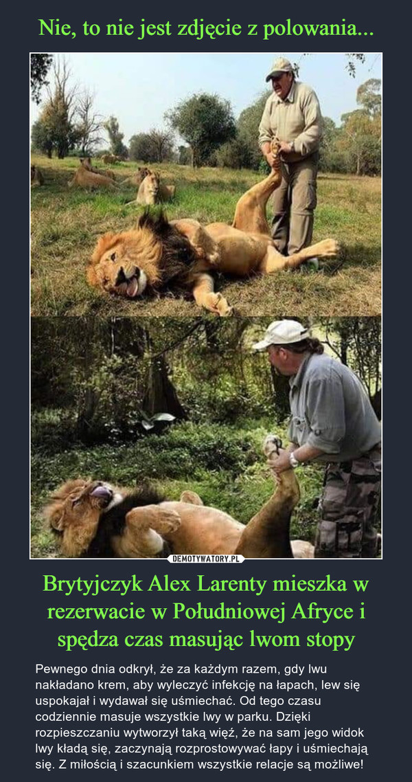 Nie, to nie jest zdjęcie z polowania... Brytyjczyk Alex Larenty mieszka w rezerwacie w Południowej Afryce i spędza czas masując lwom stopy
