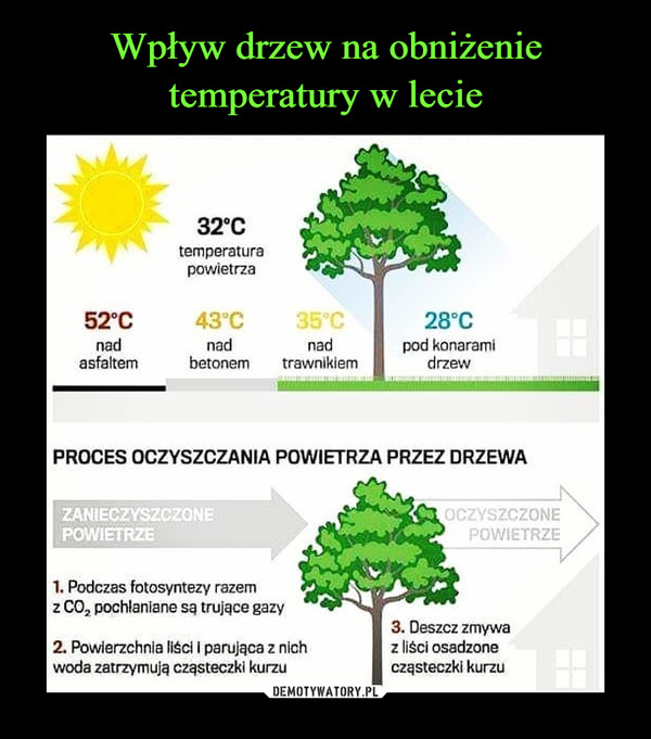 Wpływ drzew na obniżenie temperatury w lecie