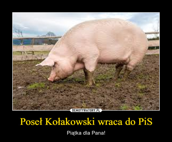 Poseł Kołakowski wraca do PiS – Piątka dla Pana! 