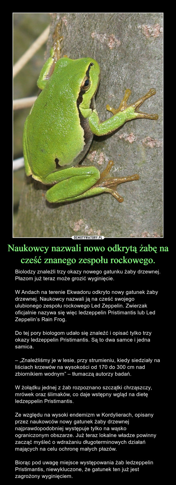 Naukowcy nazwali nowo odkrytą żabę na cześć znanego zespołu rockowego.