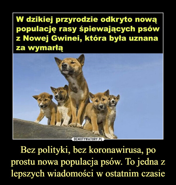 Bez polityki, bez koronawirusa, po prostu nowa populacja psów. To jedna z lepszych wiadomości w ostatnim czasie –  
