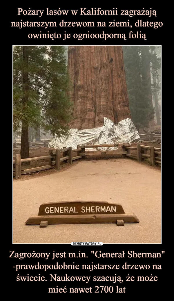 Zagrożony jest m.in. "Generał Sherman" -prawdopodobnie najstarsze drzewo na świecie. Naukowcy szacują, że może mieć nawet 2700 lat –  