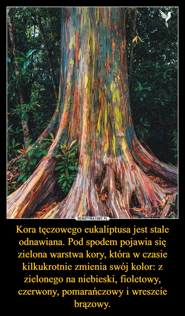 Kora tęczowego eukaliptusa jest stale odnawiana. Pod spodem pojawia się zielona warstwa kory, która w czasie kilkukrotnie zmienia swój kolor: z zielonego na niebieski, fioletowy, czerwony, pomarańczowy i wreszcie brązowy. –  