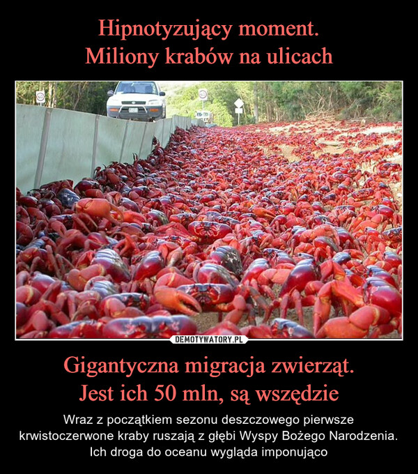 Hipnotyzujący moment.
Miliony krabów na ulicach Gigantyczna migracja zwierząt.
Jest ich 50 mln, są wszędzie