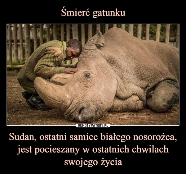 Sudan, ostatni samiec białego nosorożca, jest pocieszany w ostatnich chwilach swojego życia –  