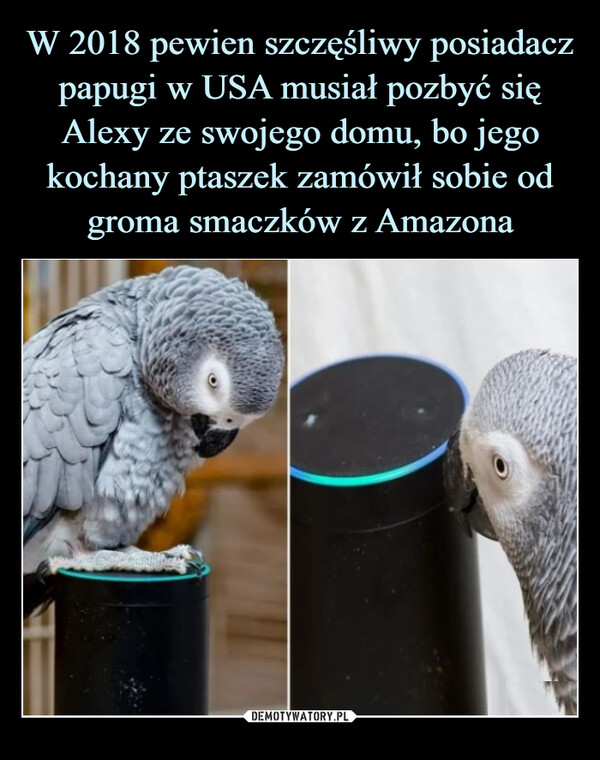 W 2018 pewien szczęśliwy posiadacz papugi w USA musiał pozbyć się Alexy ze swojego domu, bo jego kochany ptaszek zamówił sobie od groma smaczków z Amazona