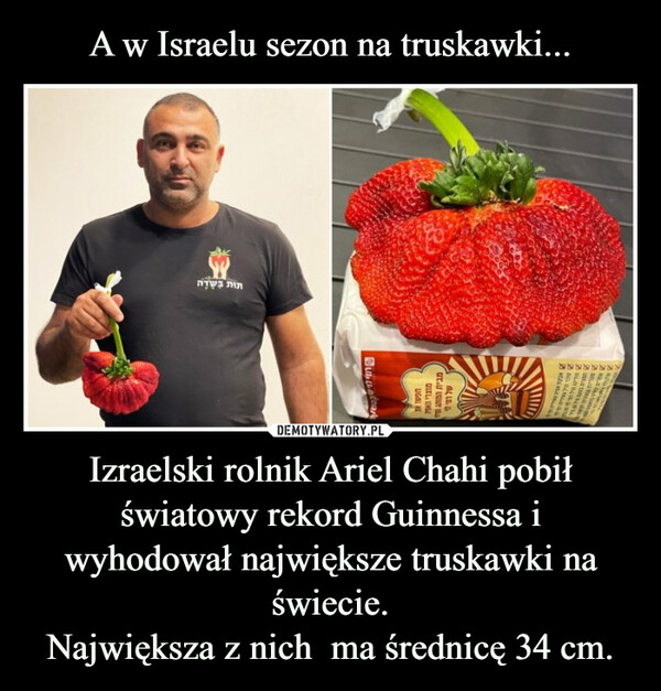 A w Israelu sezon na truskawki... Izraelski rolnik Ariel Chahi pobił światowy rekord Guinnessa i
wyhodował największe truskawki na świecie.
Największa z nich  ma średnicę 34 cm.