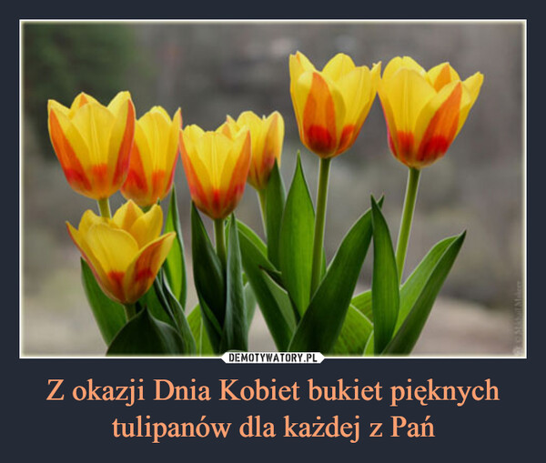 Z okazji Dnia Kobiet bukiet pięknych tulipanów dla każdej z Pań –  