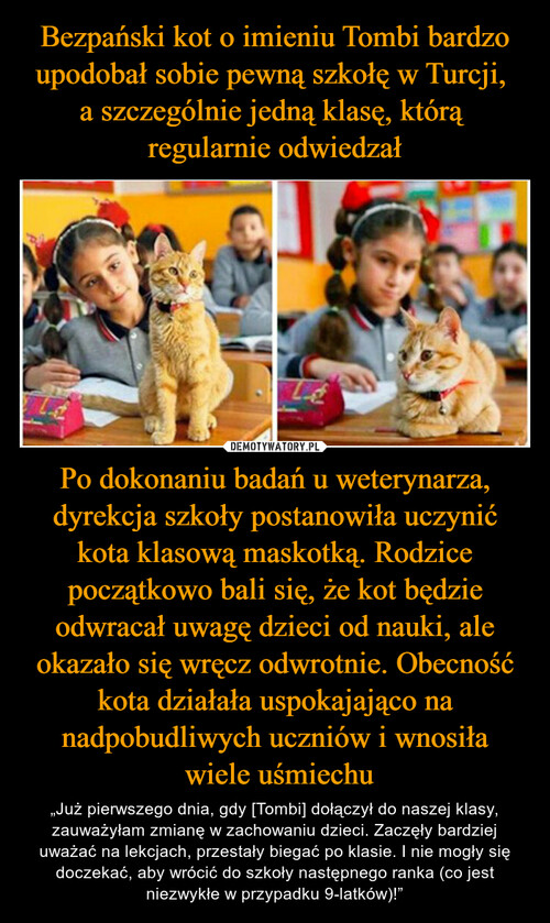 Bezpański kot o imieniu Tombi bardzo upodobał sobie pewną szkołę w Turcji, 
a szczególnie jedną klasę, którą 
regularnie odwiedzał Po dokonaniu badań u weterynarza, dyrekcja szkoły postanowiła uczynić kota klasową maskotką. Rodzice początkowo bali się, że kot będzie odwracał uwagę dzieci od nauki, ale okazało się wręcz odwrotnie. Obecność kota działała uspokajająco na nadpobudliwych uczniów i wnosiła
 wiele uśmiechu
