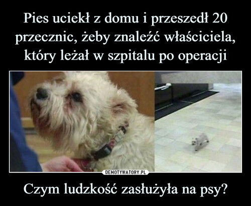 Pies uciekł z domu i przeszedł 20 przecznic, żeby znaleźć właściciela, który leżał w szpitalu po operacji Czym ludzkość zasłużyła na psy?