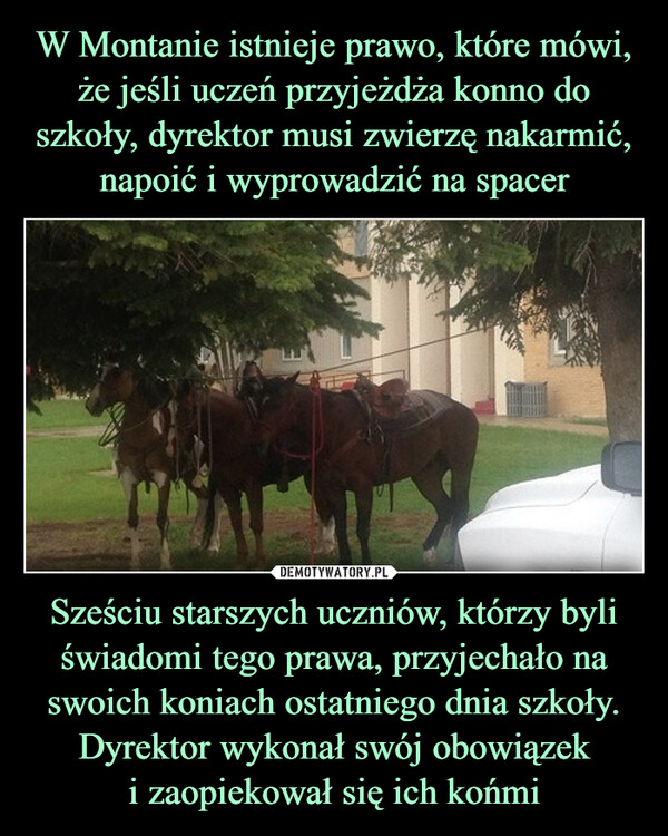 Sześciu starszych uczniów, którzy byli świadomi tego prawa, przyjechało na swoich koniach ostatniego dnia szkoły. Dyrektor wykonał swój obowiązeki zaopiekował się ich końmi –  