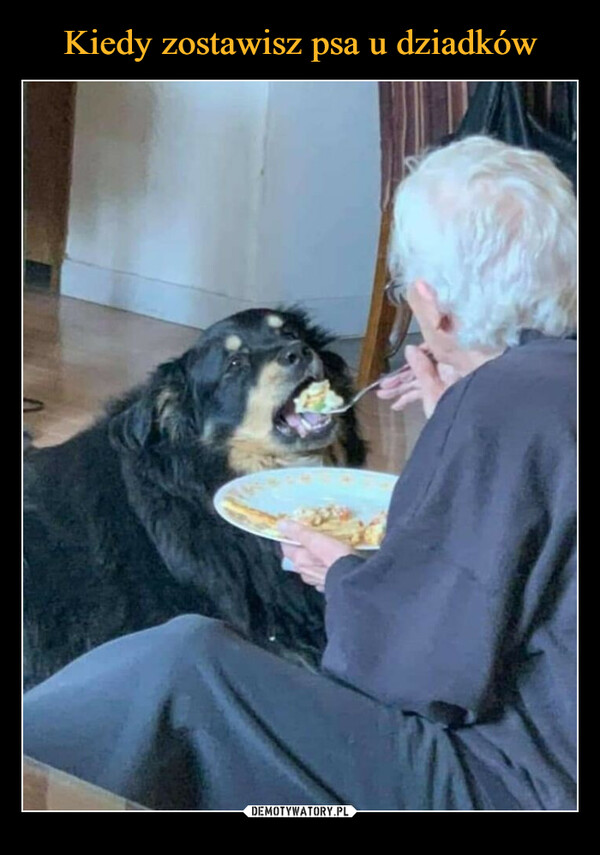 Kiedy zostawisz psa u dziadków
