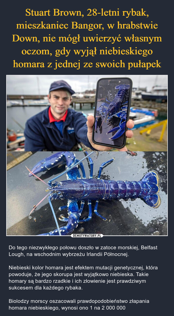  – Do tego niezwykłego połowu doszło w zatoce morskiej, Belfast Lough, na wschodnim wybrzeżu Irlandii Północnej.Niebieski kolor homara jest efektem mutacji genetycznej, która powoduje, że jego skorupa jest wyjątkowo niebieska. Takie homary są bardzo rzadkie i ich złowienie jest prawdziwym sukcesem dla każdego rybaka.Biolodzy morscy oszacowali prawdopodobieństwo złapania homara niebieskiego, wynosi ono 1 na 2 000 000 
