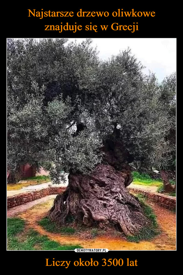 Najstarsze drzewo oliwkowe znajduje się w Grecji Liczy około 3500 lat