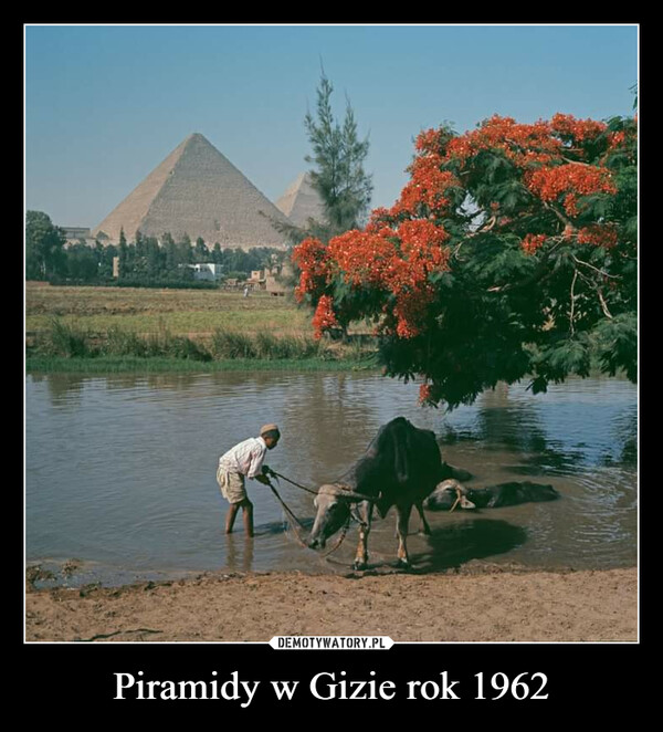 Piramidy w Gizie rok 1962 –  