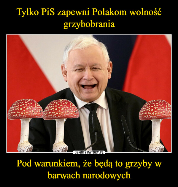 Tylko PiS zapewni Polakom wolność grzybobrania Pod warunkiem, że będą to grzyby w barwach narodowych