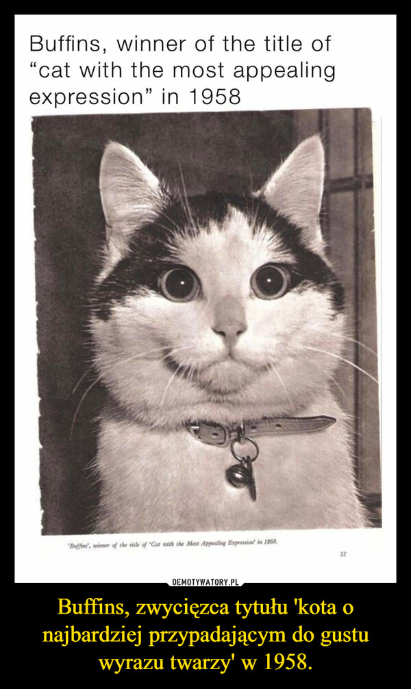 Buffins, zwycięzca tytułu 'kota o najbardziej przypadającym do gustu wyrazu twarzy' w 1958.