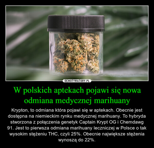 W polskich aptekach pojawi się nowa odmiana medycznej marihuany – Krypton, to odmiana która pojawi się w aptekach. Obecnie jest dostępna na niemieckim rynku medycznej marihuany. To hybryda stworzona z połączenia genetyk Captain Krypt OG i Chemdawg 91. Jest to pierwsza odmiana marihuany leczniczej w Polsce o tak wysokim stężeniu THC, czyli 25%. Obecnie największe stężenia wynoszą do 22%. 