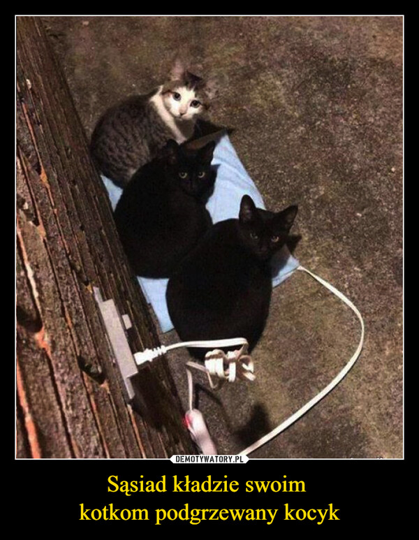 Sąsiad kładzie swoim 
kotkom podgrzewany kocyk