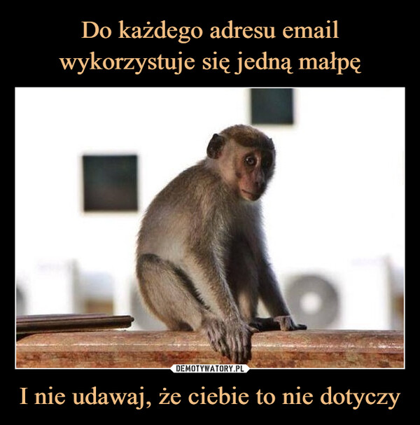 Do każdego adresu email wykorzystuje się jedną małpę I nie udawaj, że ciebie to nie dotyczy