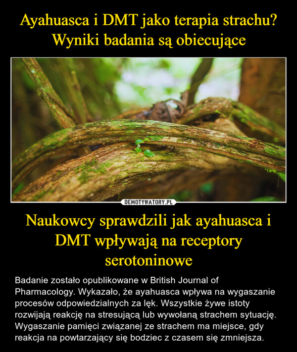 Ayahuasca i DMT jako terapia strachu? Wyniki badania są obiecujące Naukowcy sprawdzili jak ayahuasca i DMT wpływają na receptory serotoninowe