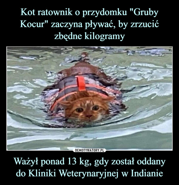 Kot ratownik o przydomku "Gruby Kocur" zaczyna pływać, by zrzucić zbędne kilogramy Ważył ponad 13 kg, gdy został oddany do Kliniki Weterynaryjnej w Indianie
