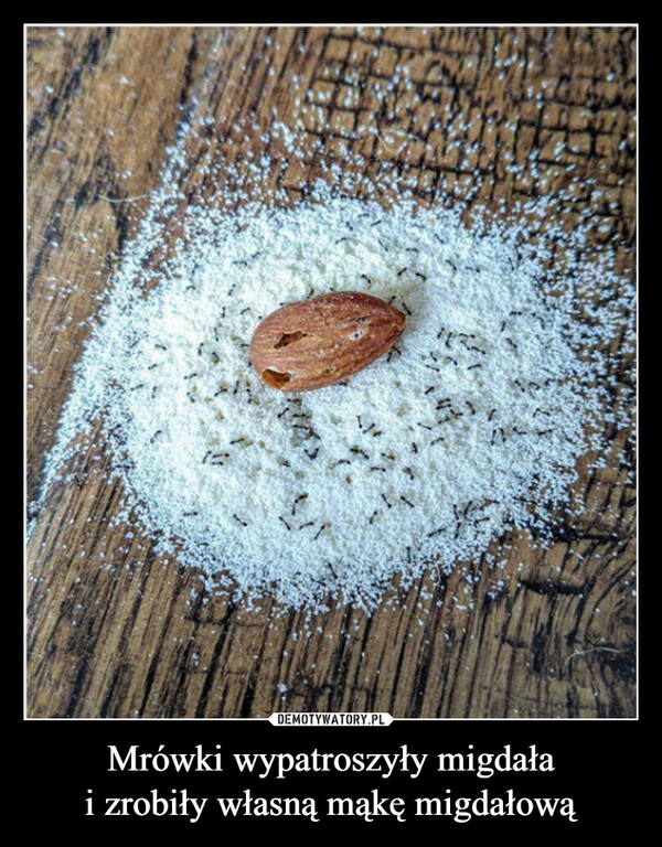 Mrówki wypatroszyły migdała
i zrobiły własną mąkę migdałową