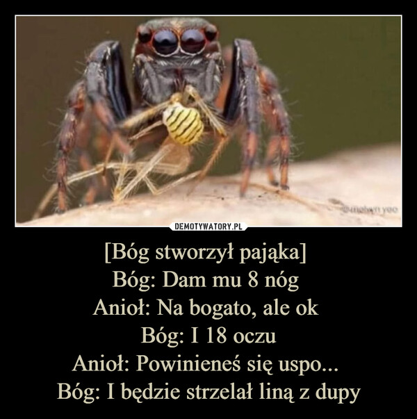 [Bóg stworzył pająka] Bóg: Dam mu 8 nóg Anioł: Na bogato, ale ok Bóg: I 18 oczuAnioł: Powinieneś się uspo... Bóg: I będzie strzelał liną z dupy –  elwn yeo