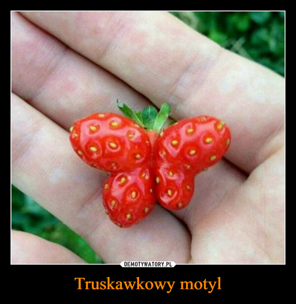 Truskawkowy motyl –  