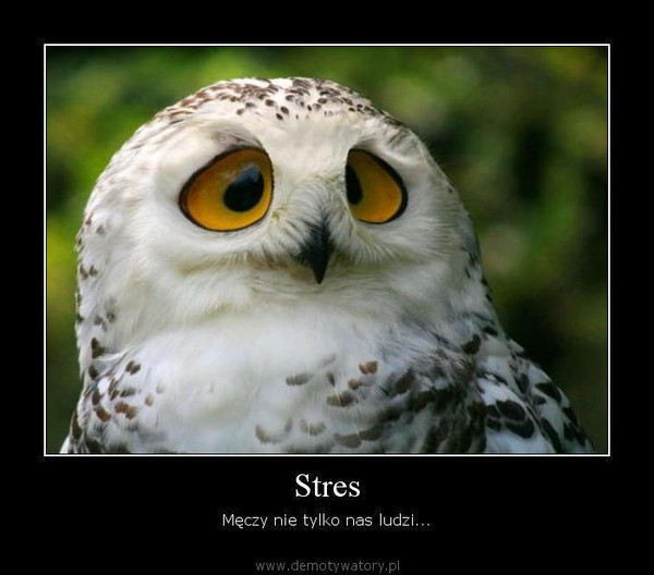 Stres – Męczy nie tylko nas ludzi...  
