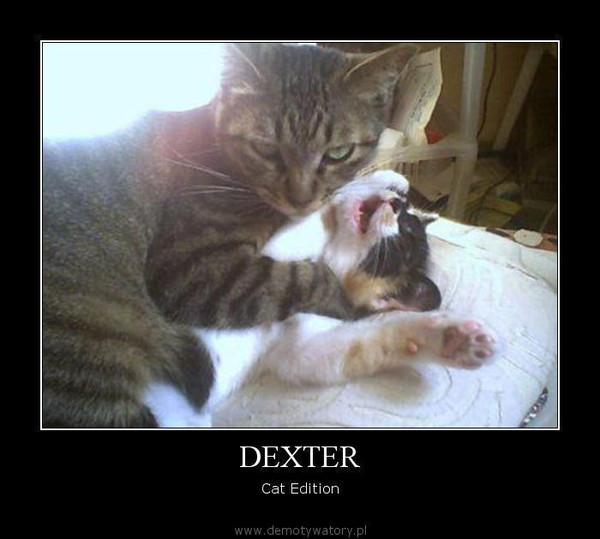 DEXTER – Cat Edition  